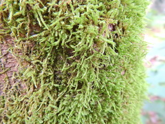 Hypnum cupressiforme