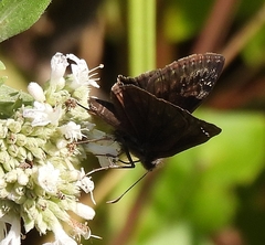 Erynnis baptisiae