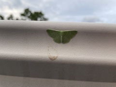Synchlora
