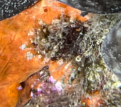Pycnoclavella