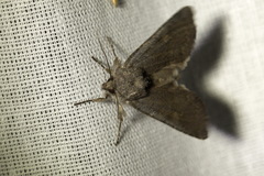 Aporophyla lutulenta