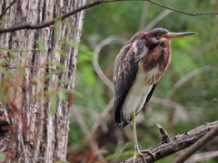 Egretta tricolor