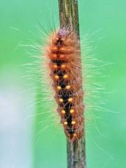 Acronicta auricoma