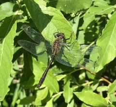 Cordulia aenea aenea