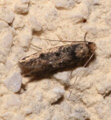 Niditinea fuscella