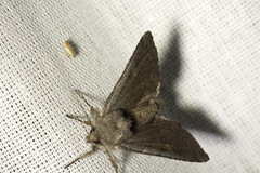 Aporophyla lutulenta