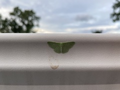 Synchlora