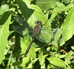 Cordulia aenea aenea