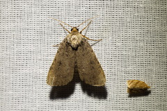 Amphipyra tragopoginis