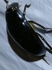 Hydrophilus piceus
