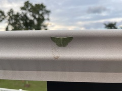 Synchlora