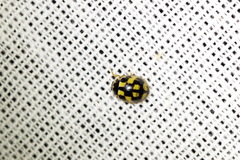 Propylea quatuordecimpunctata