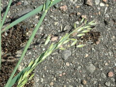 Poaceae