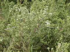Symphyotrichum ericoides
