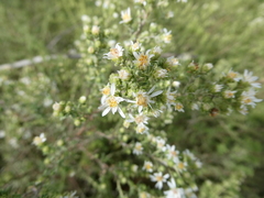 Symphyotrichum ericoides