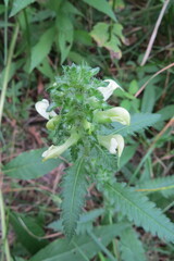 Pedicularis lanceolata