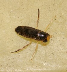 Corixini