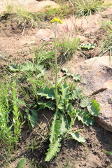 Berkheya umbellata