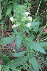 Pedicularis lanceolata