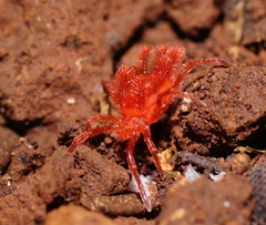 Chyzeria