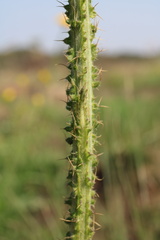 Berkheya umbellata