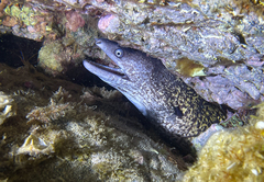 Muraena helena