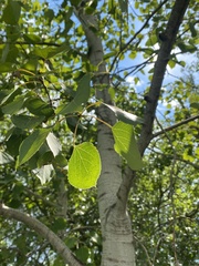 Populus tremuloides