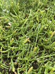 Salicornia pacifica