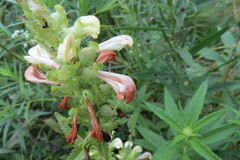 Pedicularis lanceolata