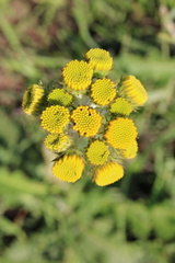 Berkheya umbellata
