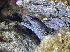 Muraena helena
