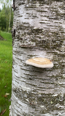Fomitopsis betulina