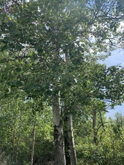 Populus tremuloides