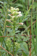 Pedicularis lanceolata