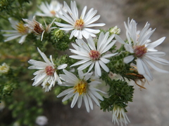 Symphyotrichum ericoides
