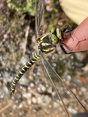 Cordulegaster boltonii