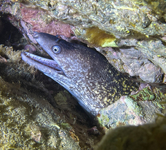 Muraena helena