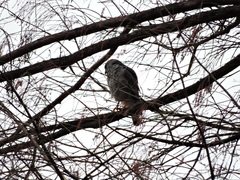Buteo plagiatus