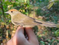 Sylvia atricapilla atricapilla