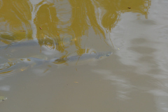 Mugilidae