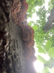 Panellus