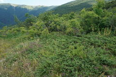 Juniperus sabina