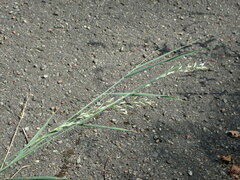 Poaceae