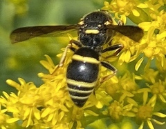 Euodynerus foraminatus