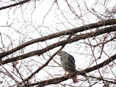 Buteo plagiatus