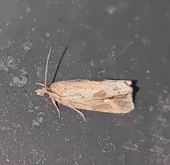 Endothenia quadrimaculana