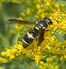 Euodynerus foraminatus