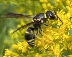 Euodynerus foraminatus