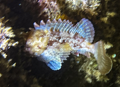Scorpaena porcus