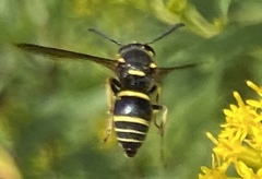 Euodynerus foraminatus